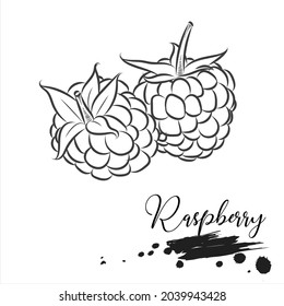Raspberry Line Art Vector Illustration Stock Vector (Royalty Free ...