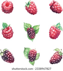 Raspberry and mulberry set, isolated on white background. Watercolor illustration.