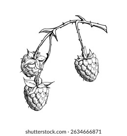 Raspberry on thorny spiked branch, hanging ripe garden berry dewberry mulberry loganberry hand drawn in vector ink. Isolated botanical illustration. Closeup cookbook, farmers market, eco gardening