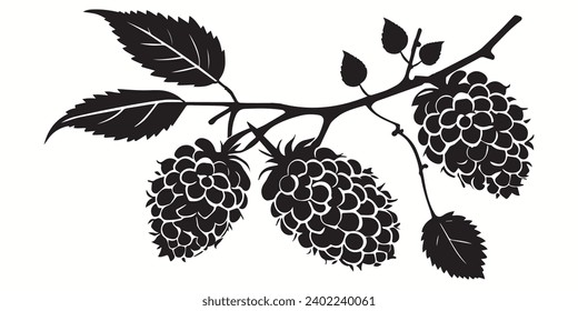 Raspberry outlines and symbols. Dark level variety basic exquisite white foundation Raspberry vegetable vector and silhouette icon.