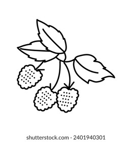 raspberry plant delicious line icon vector. raspberry plant delicious sign. isolated contour symbol black illustration