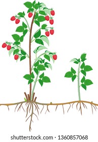 Raspberry plant (floricane) with ripe red berries, leaves and root system isolated on white background