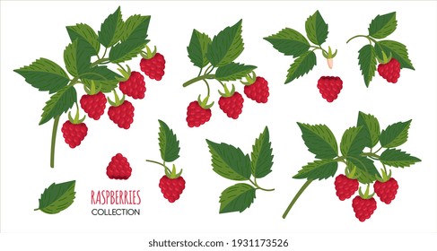Raspberry plant twig. Sprig of raspberries set with berry and leafs. Elements constructor for design congratulations, invitations, cards, banners. Isolated on white background vector illustration.