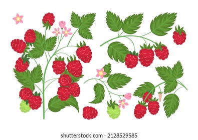 Himbeerpflanzenzweig. Sprotte aus Himbeeren mit Beeren und Blättern. Konstrukteur für Design-Glückwünsche, Einladungen, Karten, Banner. Einzeln auf weißem Hintergrund, Vektorgrafik.