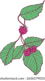 raspberry red fruit branch botanical hand-drawn illustration