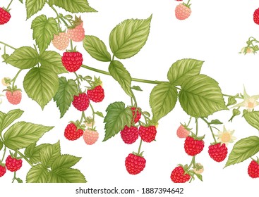 Raspberry. Ripe berries on branch. Seamless pattern, background. Graphic drawing, engraving style. Vector illustration