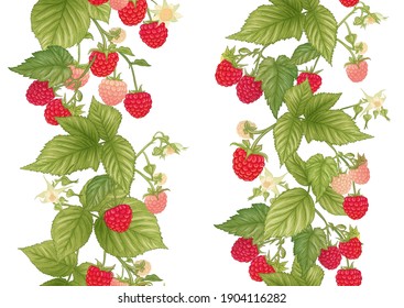 Raspberry. Ripe berries on branch. Seamless pattern, background. Graphic drawing, engraving style. Vector illustration