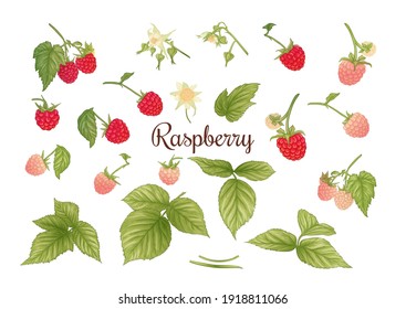 Raspberry. Ripe berries on branch. Clip art, set of elements for design Graphic drawing, engraving style. Vector illustration..