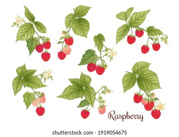 Raspberry. Ripe berries on branch. Clip art, set of elements for design Graphic drawing, engraving style. Vector illustration..