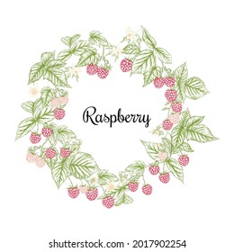 Himbeere. Reifenbeeren auf Zweig. Videokunst, Set von Elementen für die Grafikzeichnung, Gravierstil. Vektorgrafik...