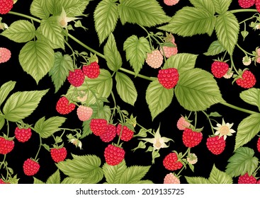 Raspberry. Ripe berries on branch. Seamless pattern, background. Graphic drawing, engraving style. Vector illustration on black background.