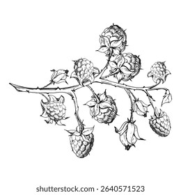 Raspberry ripe garden berry on thorny spiked branch hand drawn in vector ink. Hanging dewberry mulberry loganberry. Isolated closeup botanical illustration. Recipe book, farmers market, eco gardening