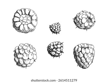 Raspberry ripe sloe fruit hand drawn in vector ink, garden berry dewberry boysenberry mulberry loganberry cloudberry. Botanical isolated illustration. Recipe book, craft farmers market, eco gardening