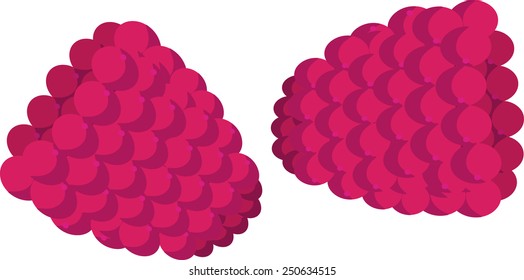 raspberry rose vector
