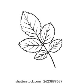 Raspberry and rosehip leaf branches, vector line art drawing. Black outline isolated on white. Great for eco packaging, botanical design, tea labels, organic and herbal themes.