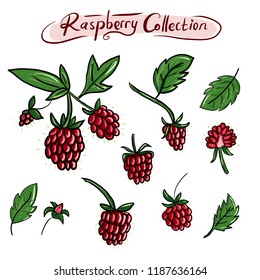 Raspberry set, Hand Drawn Red berry collection Raspberry set, Hand Drawn Red berry collection
