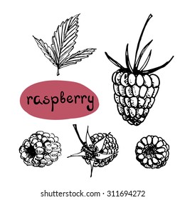 Raspberry/ Set of isolated sketchy style fruits and berries/ Doodle fruits in black and white/ Hand drawn vector illustration
