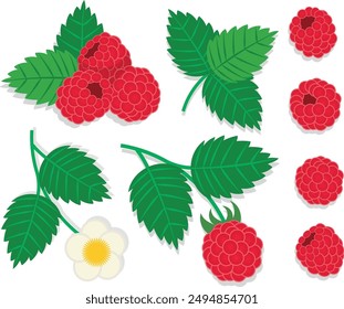 Himbeerset. Himbeerpflanze Zweig Set. Frühling von Himbeeren mit Beeren und Blättern gesetzt. Elemente Konstruktor für Design Glückwünsche, Einladungen, Karten, Banner.