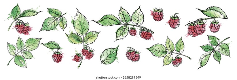 Conjunto de frambuesas. Conjunto de ramitas de planta de frambuesa. Ramita de frambuesas con baya y hojas. Constructor de Elementos para felicitaciones de diseño, invitaciones, tarjetas, Anuncios.
