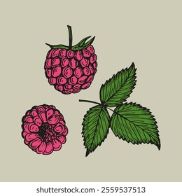 Raspberry sketch outline illustration set in color. Simple doodle drawing in engraving style. Hand drawn vector line art clipart