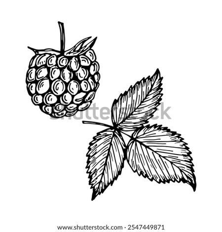 Raspberry sketch outline illustration. Simple doodle drawing in engraving style. Hand drawn vector line art clipart