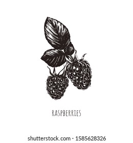 Raspberry sketch vector illustration. Raspberry berry hand drawing. Raspberry Botanical Illustration