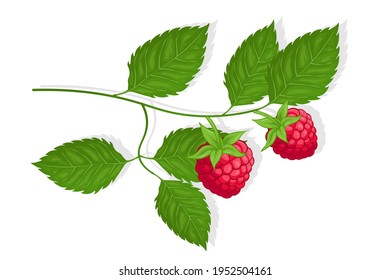 Raspberry sweet fruit illustration for web isolated on white background