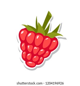 Raspberry. Sweet fruit. Isolated berries on white background. Vector illustration.