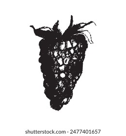 Símbolo de frambuesa, ilustración de frambuesas. Vector monocromo dibujo de frambuesas o moras dibujado. Icono de la baya roja para el embalaje de confitería. Un boceto de Blackberry. Signo de Mulberry.
