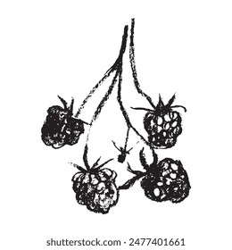 Raspberry symbol, raspberries illustration. Vector monochrome drawing of raspberries or blackberries drawn. Red berry icon for confectionery packaging. Blackberry sketch. Mulberry sign.