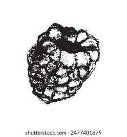 Símbolo de frambuesa, ilustración de frambuesas. Vector monocromo dibujo de frambuesas o moras dibujado. Icono de la baya roja para el embalaje de confitería. Un boceto de Blackberry. Signo de Mulberry.