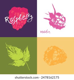 Símbolos de frambuesa. Conjunto de iconos vectoriales de frambuesas. Letreros de Plantilla y zarzamoras con logo de frambuesas. Insignias de bayas rosas. Esbozos de Blackberry. Ilustraciones de morera dibujadas a mano.