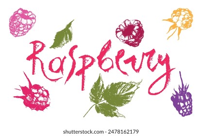 Símbolos de frambuesa. Conjunto de iconos vectoriales de frambuesas. Letreros de Plantilla y zarzamoras con logo de frambuesas. Insignias de bayas rosas. Esbozos de Blackberry. Ilustraciones de morera dibujadas a mano.