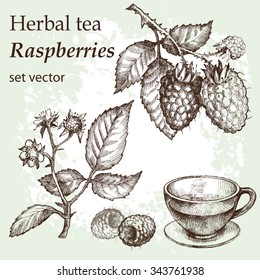  Raspberry tea. Hand drawn illustration.  Herbal tea.