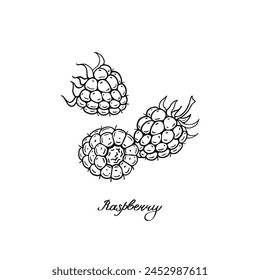 Raspberry. Three blck and white berries set. Hand-drawn flat image. Vector illustration on a white background.