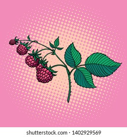 raspberry twig. wild berry. Pop art retro vector illustration vintage kitsch