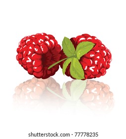 raspberry in vector