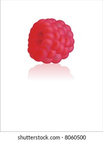 raspberry in vector