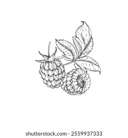 Raspberry vector black and white illustrations hand drawn with ink. Leaves, berries of raspberry on a white background. Isolated elements for label design
