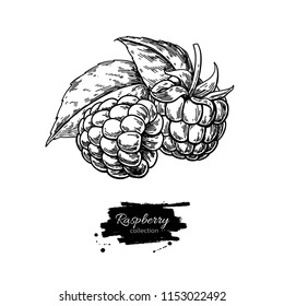 Raspberry vector drawing. Isolated berry branch sketch on white background.  Summer fruit engraved style illustration. Detailed hand drawn vegetarian food. Great for label, poster, print