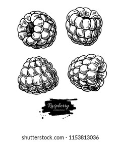 Raspberry vector drawing. Isolated berry branch sketch on white background.  Summer fruit engraved style illustration. Detailed hand drawn vegetarian food. Great for label, poster, print