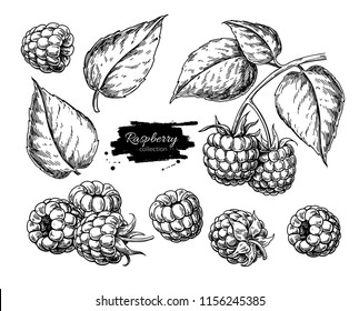 Raspberry vector drawing. Isolated berry branch sketch on white background.  Summer fruit engraved style illustration. Detailed hand drawn vegetarian food. Great for label, poster, print