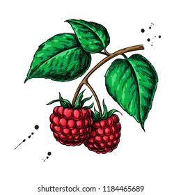 Raspberry vector drawing. Isolated berry branch sketch on white background.  Summer fruit  illustration. Detailed hand drawn vegetarian food. Great for label, poster, print