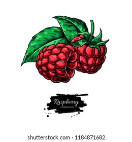 Raspberry vector drawing. Isolated berry branch sketch on white background.  Summer fruit  illustration. Detailed hand drawn vegetarian food. Great for label, poster, print