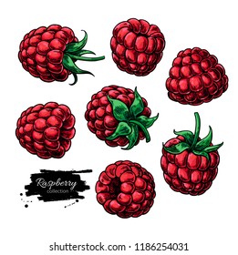 Raspberry vector drawing. Isolated berry sketch on white background.  Summer fruit  illustration. Detailed hand drawn vegetarian food. Great for label, poster, print