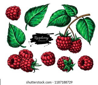 Raspberry vector drawing. Isolated berry branch sketch on white background.  Summer fruit  illustration. Detailed hand drawn vegetarian food. Great for label, poster, print