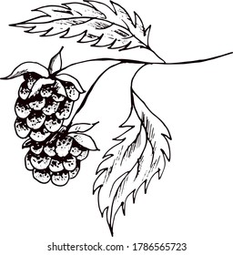 Raspberry vector drawing. Isolated berry branch sketch on white background. Summer fruit engraved style illustration. Detailed hand drawn vegetarian food. Great for label, poster, print