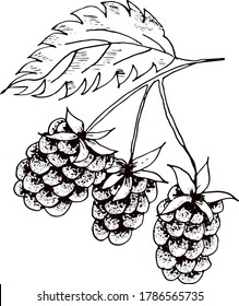 Raspberry vector drawing. Isolated berry branch sketch on white background. Summer fruit engraved style illustration. Detailed hand drawn vegetarian food. Great for label, poster, print