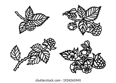 Raspberry vector drawing. Isolated berry branch sketch on white background. Summer fruit engraved style illustration. Hand drawn raspberry branch with flowers and bees.