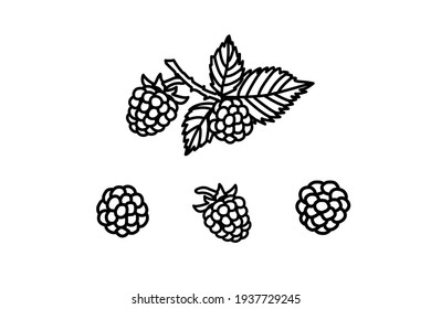 Raspberry vector drawing. Isolated berry branch sketch on white background. Summer fruit engraved style illustration. Hand drawn vegetarian food for label, poster, print